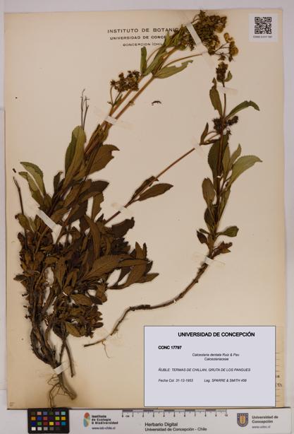 Calceolaria dentata [Espécimen: UDEC:CONC:0017797]