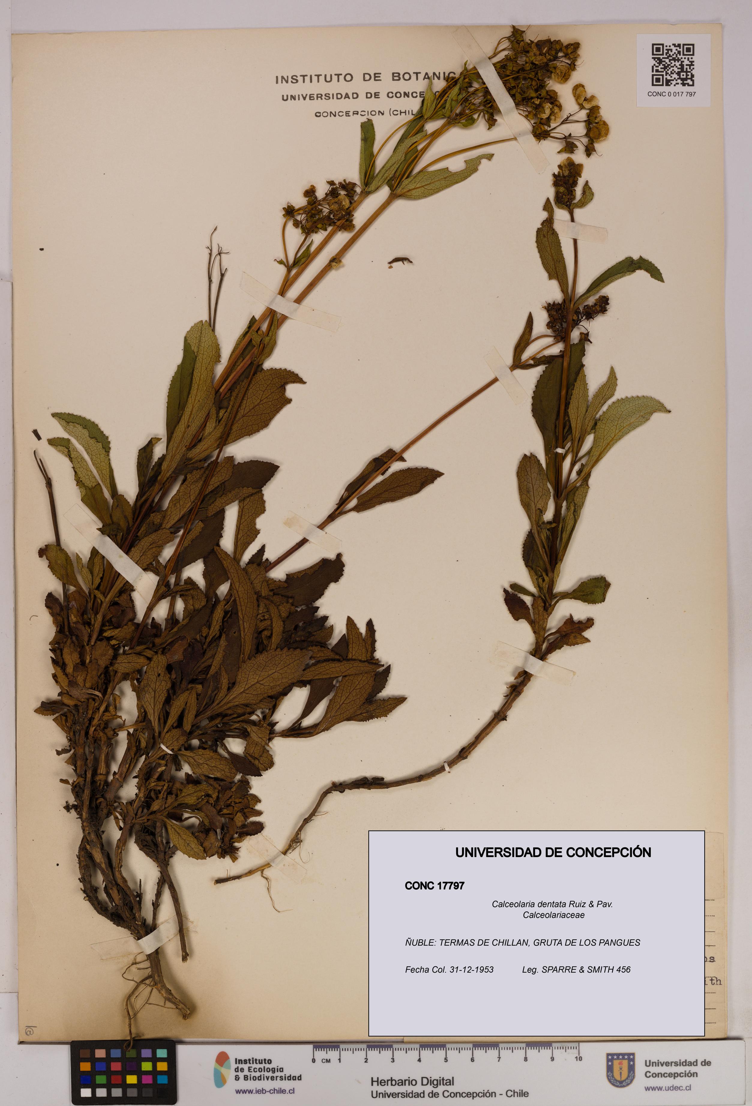 Calceolaria dentata [Espécimen: UDEC:CONC:0017797]