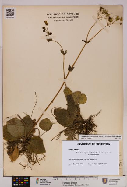 Calceolaria corymbosa [Espécimen: UDEC:CONC:0017800]