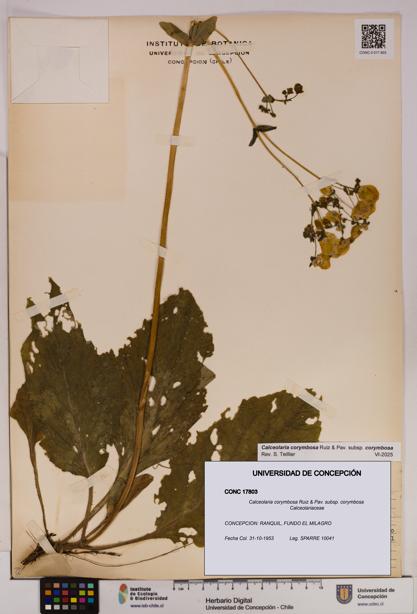 Calceolaria corymbosa [Espécimen: UDEC:CONC:0017803]