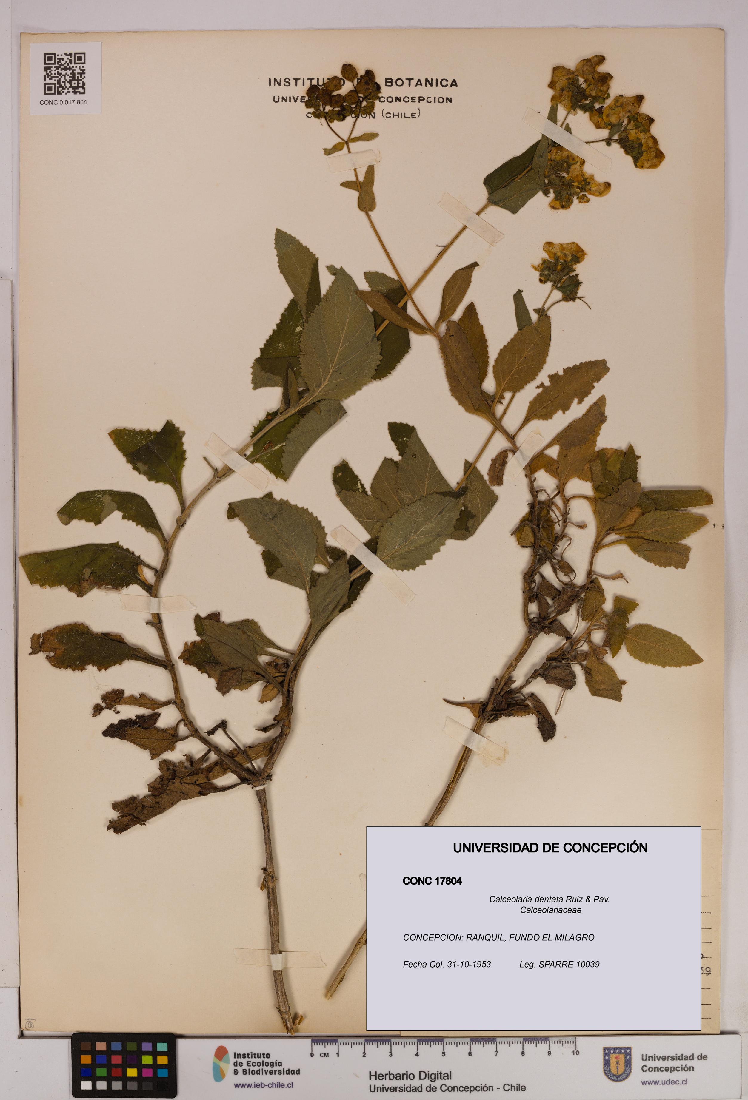 Calceolaria dentata [Espécimen: UDEC:CONC:0017804]