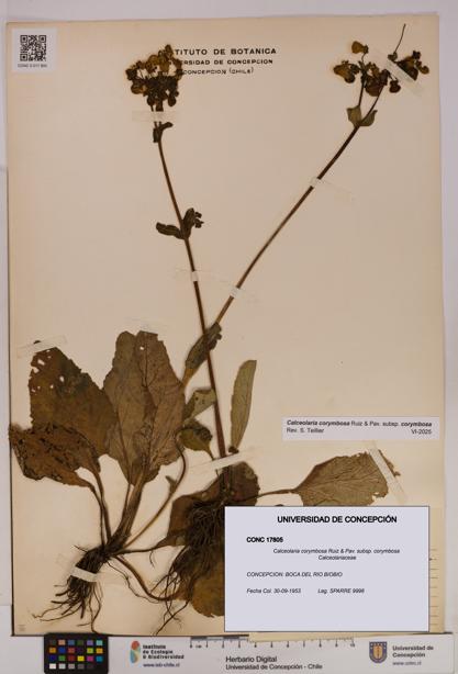 Calceolaria corymbosa [Espécimen: UDEC:CONC:0017805]
