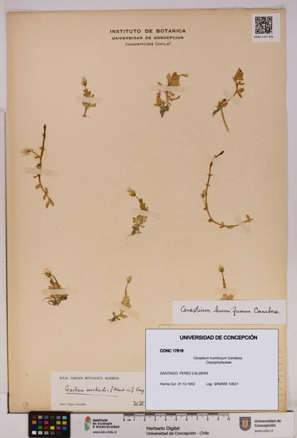 Cerastium humifusum [Espécimen: UDEC:CONC:0017818]