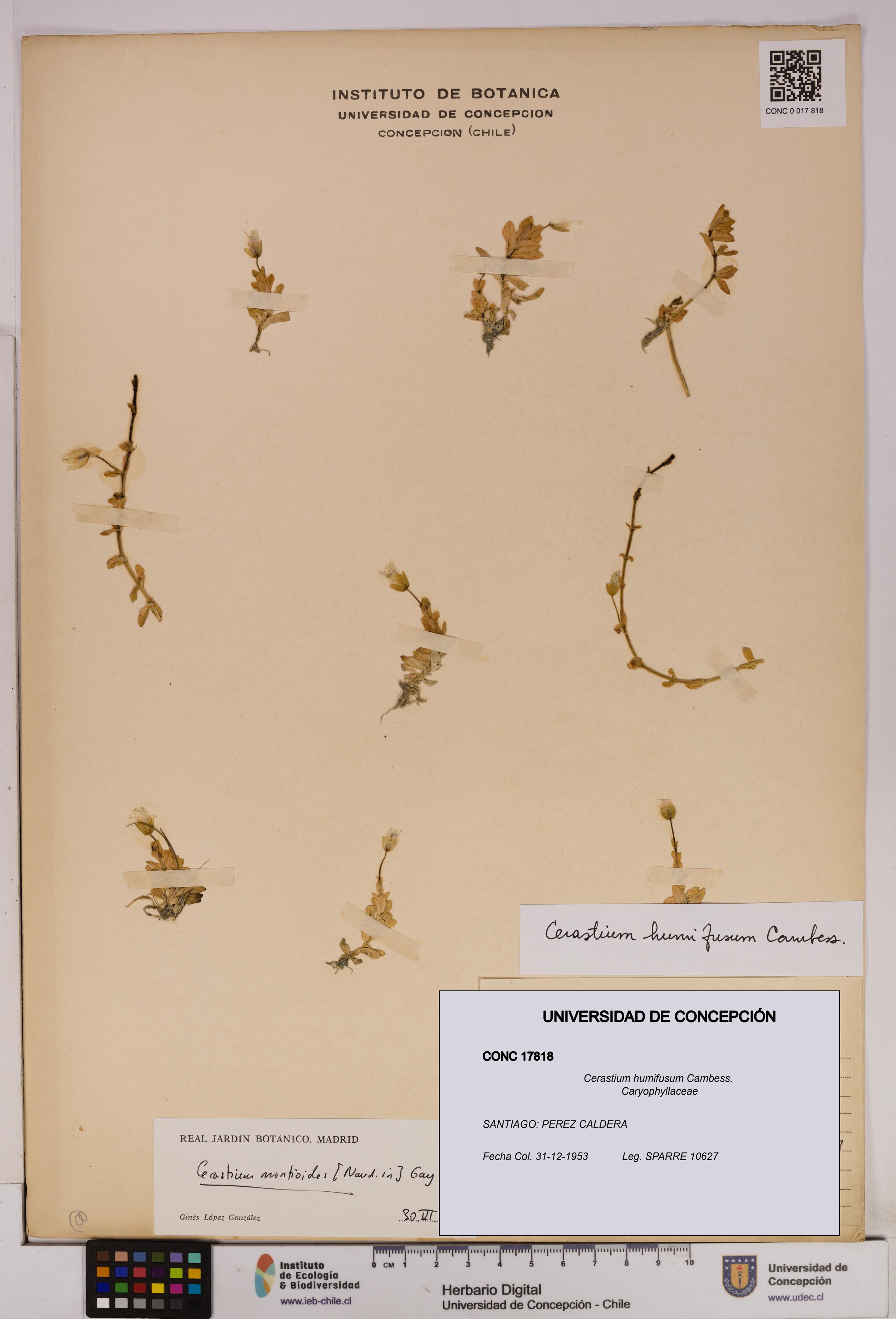 Cerastium humifusum [Espécimen: UDEC:CONC:0017818]