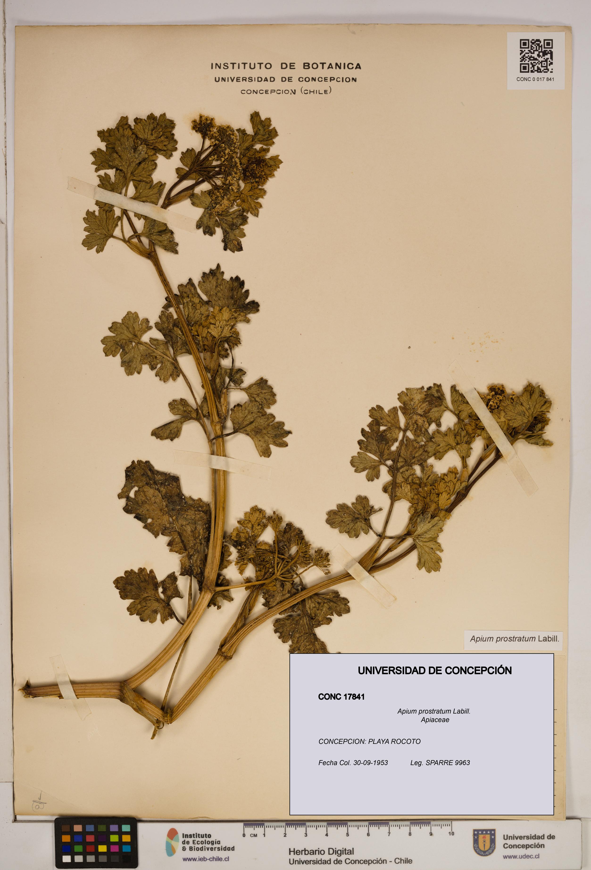 Apium prostratum [Espécimen: ]