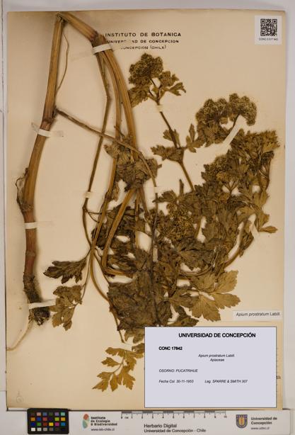 Apium prostratum [Espécimen: ]