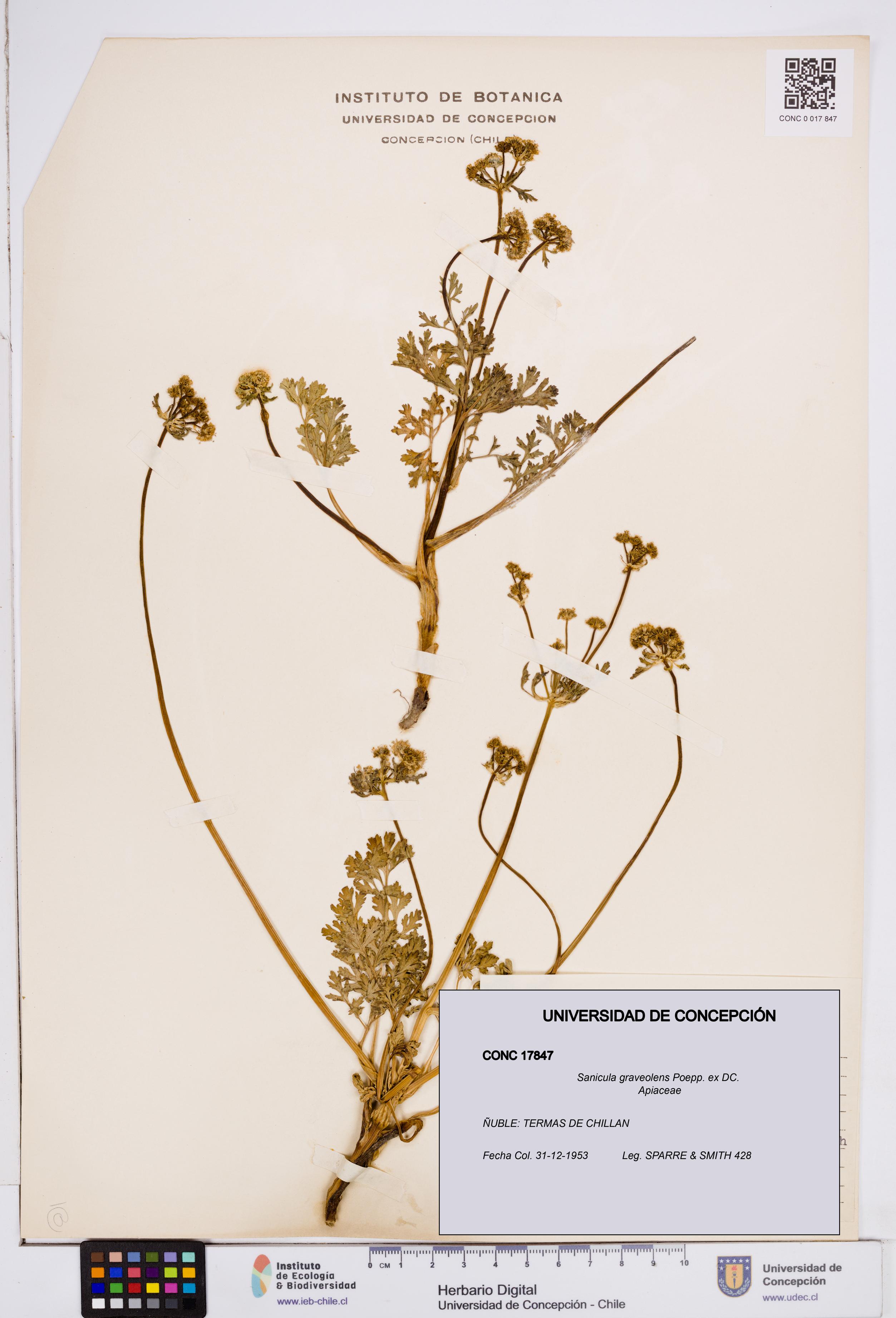 Sanicula graveolens [Espécimen: ]