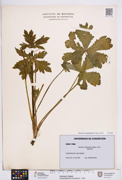 Sanicula crassicaulis [Espécimen: ]