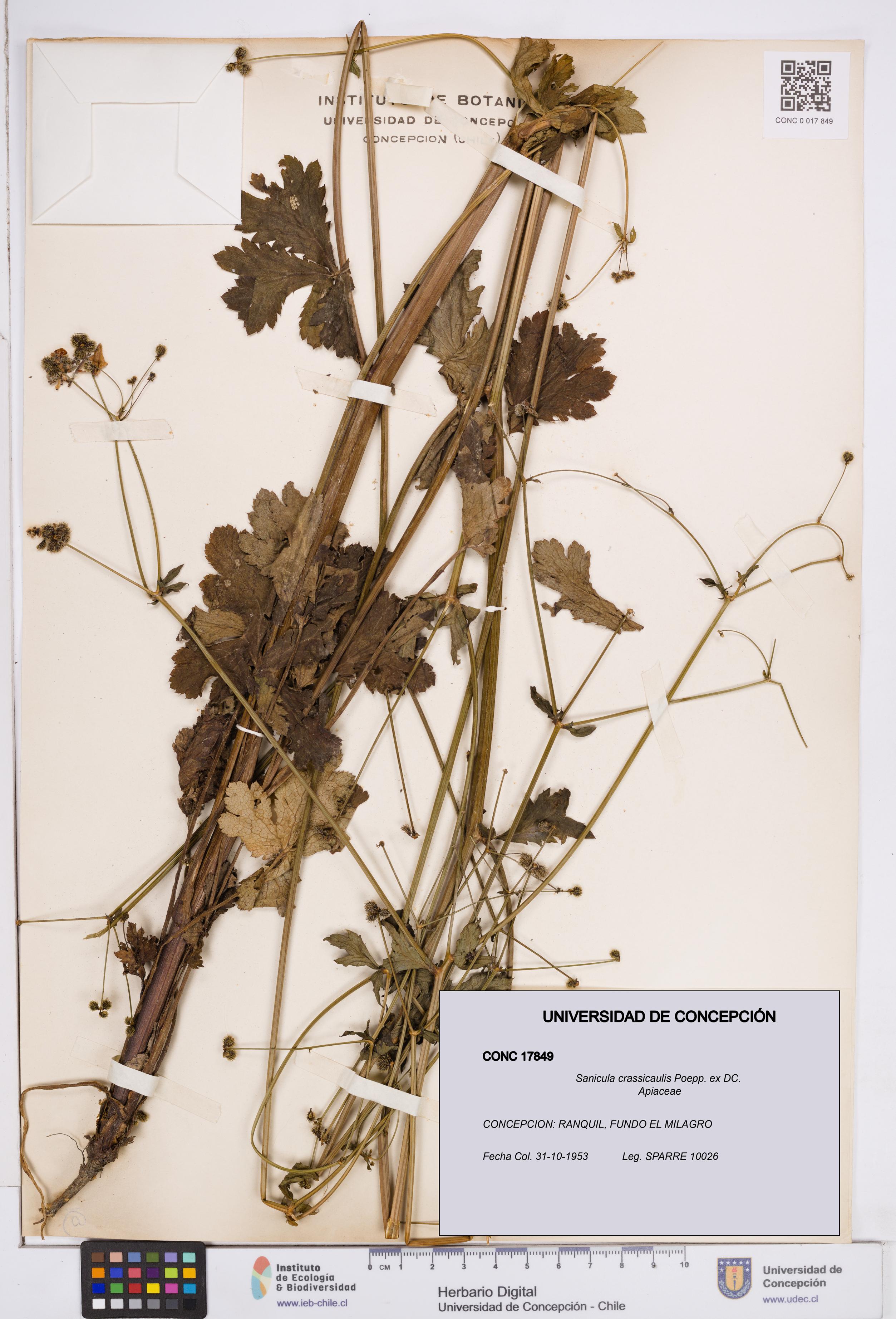 Sanicula crassicaulis [Espécimen: ]