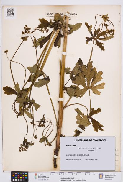 Sanicula crassicaulis [Espécimen: ]