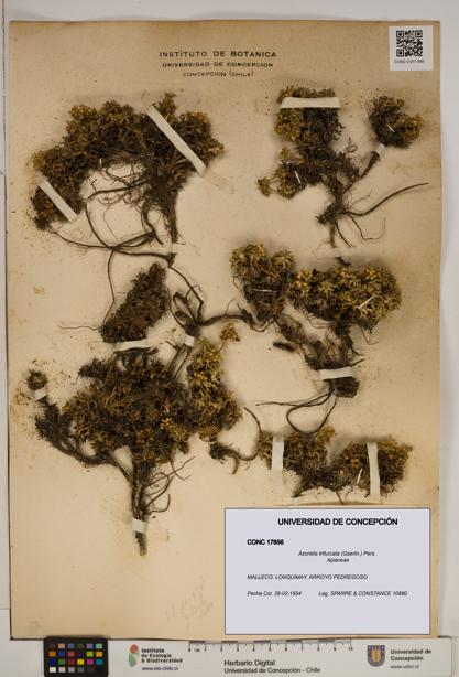 Azorella trifurcata [Espécimen: ]