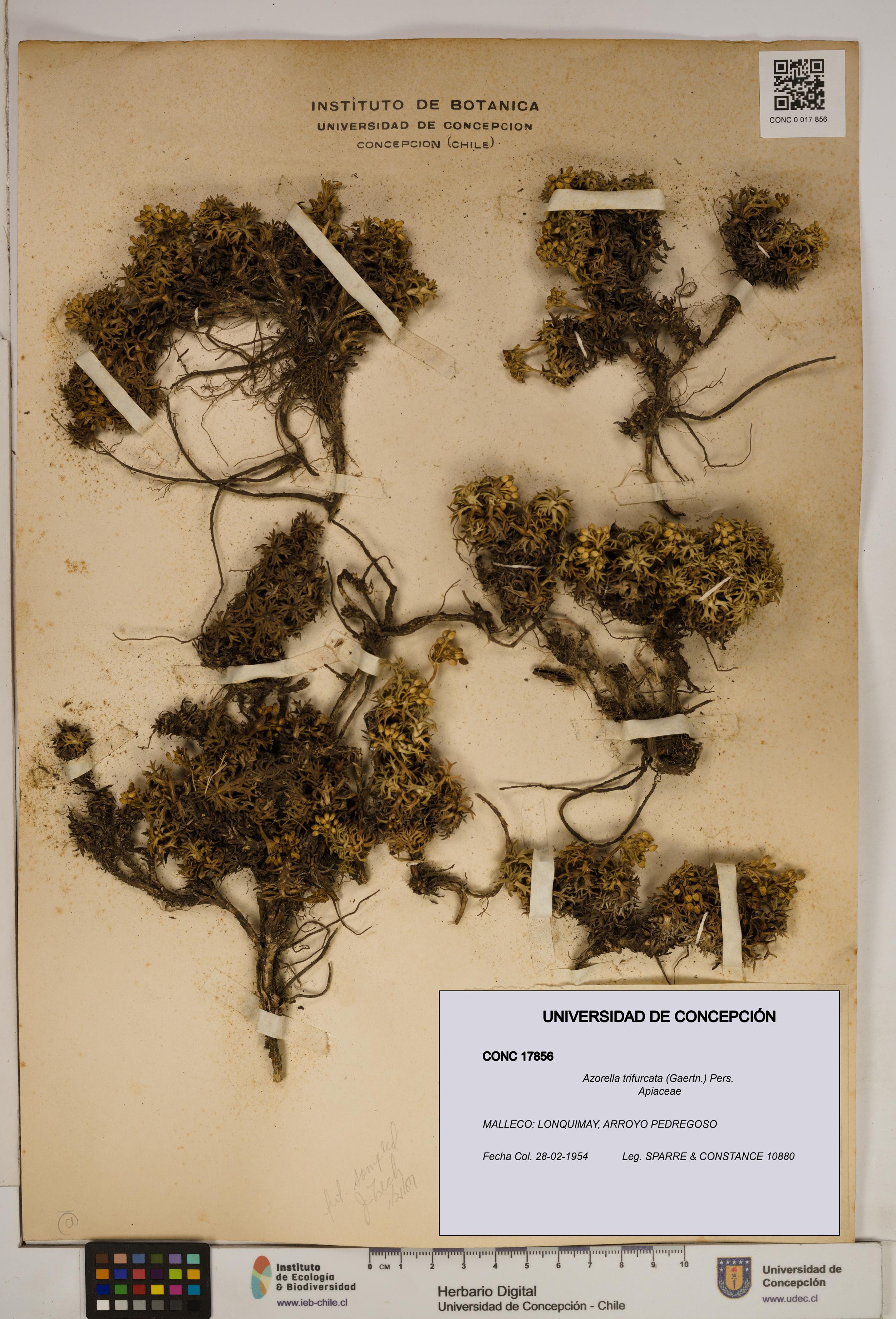 Azorella trifurcata [Espécimen: ]
