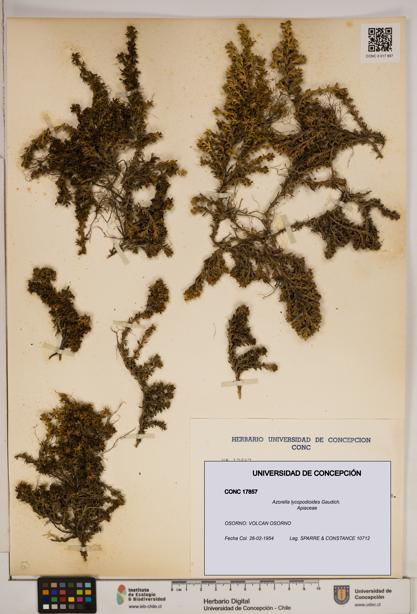 Azorella lycopodioides [Espécimen: ]