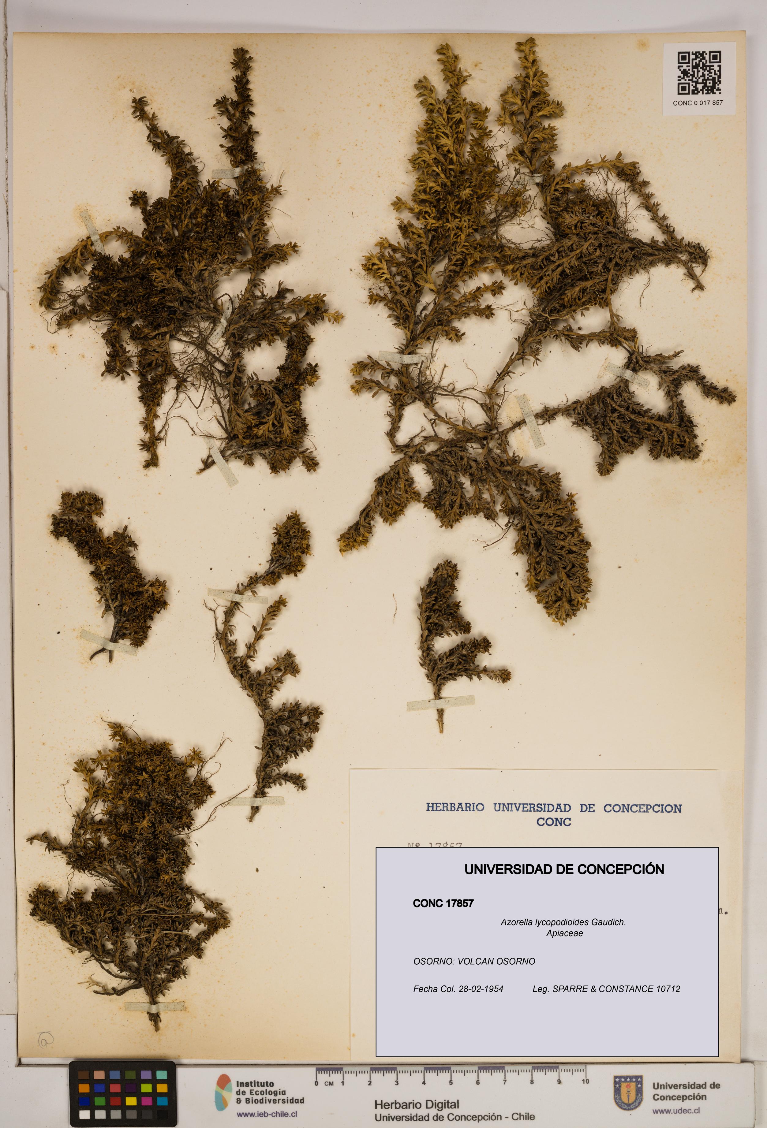 Azorella lycopodioides [Espécimen: ]
