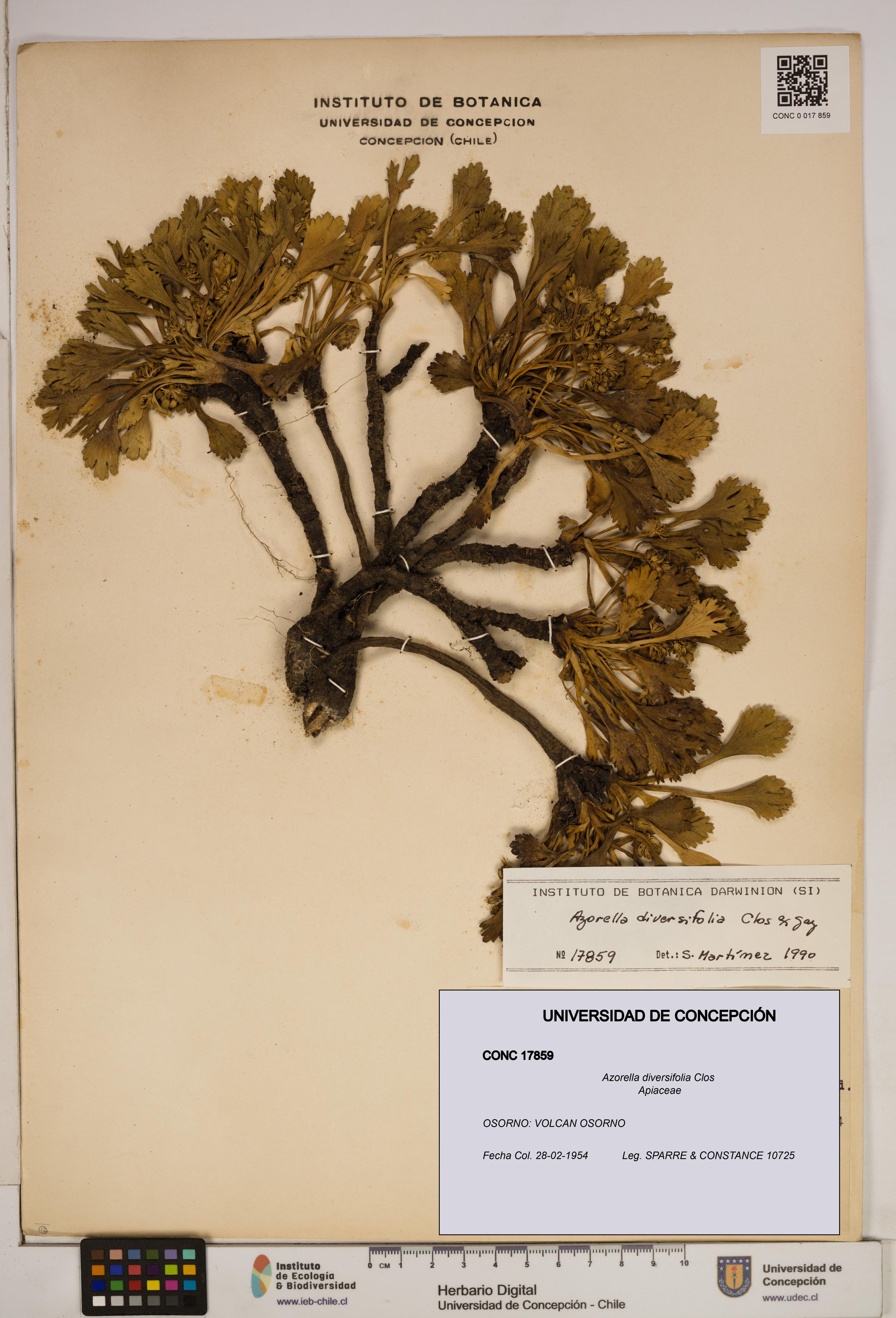 Azorella diversifolia [Espécimen: ]