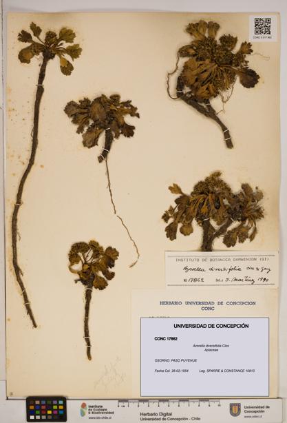 Azorella diversifolia [Espécimen: ]