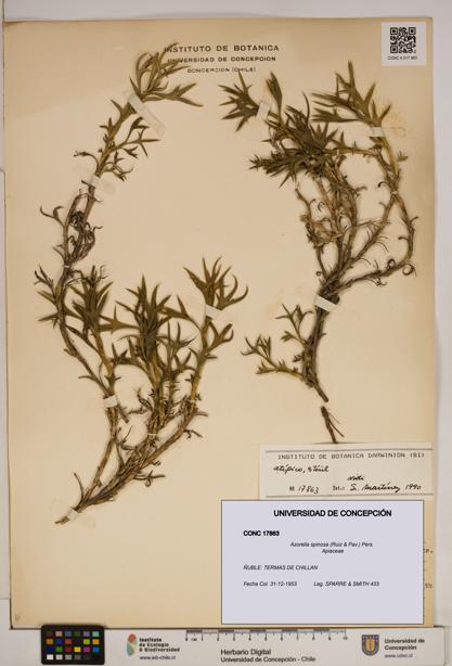 Azorella spinosa [Espécimen: ]