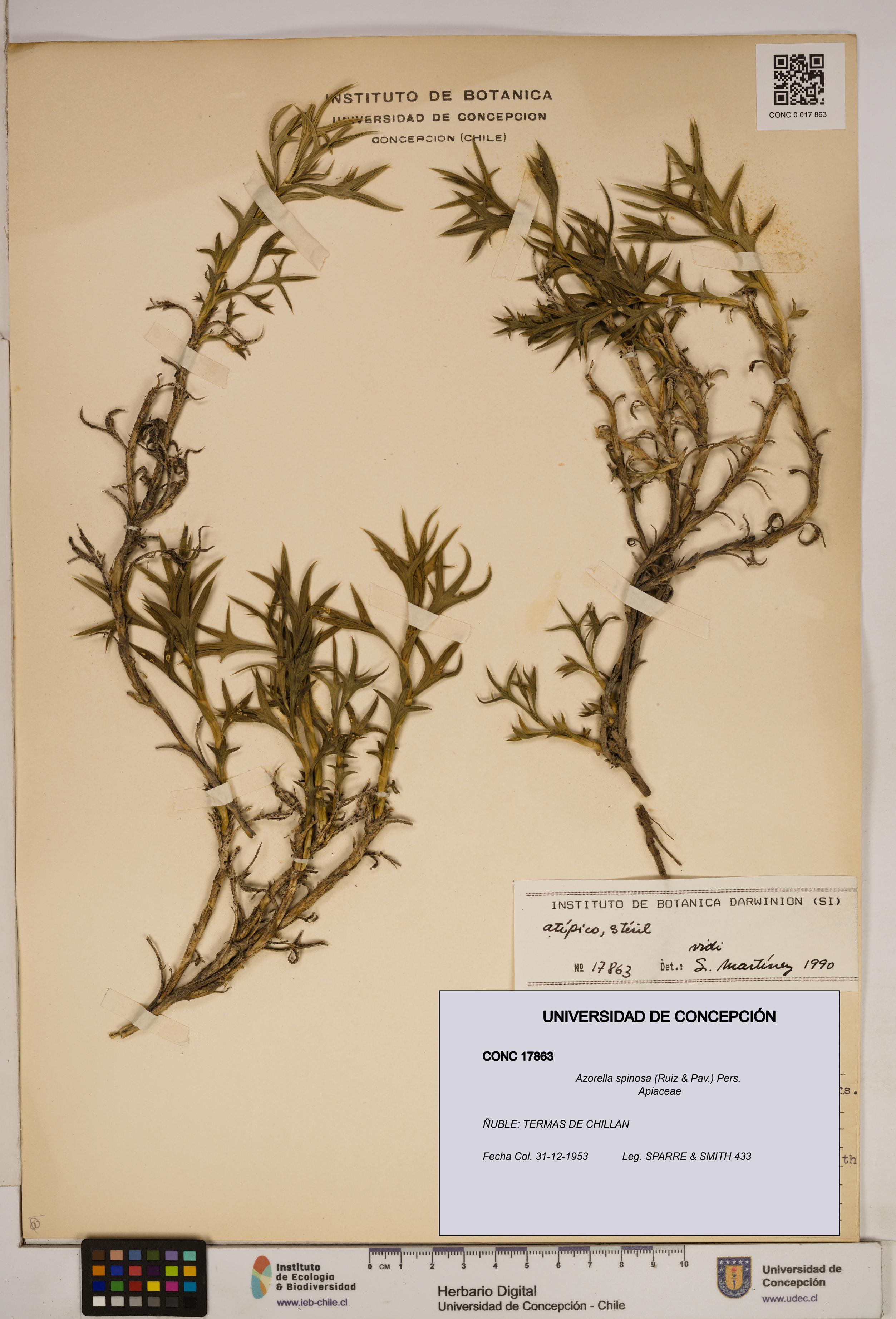 Azorella spinosa [Espécimen: ]
