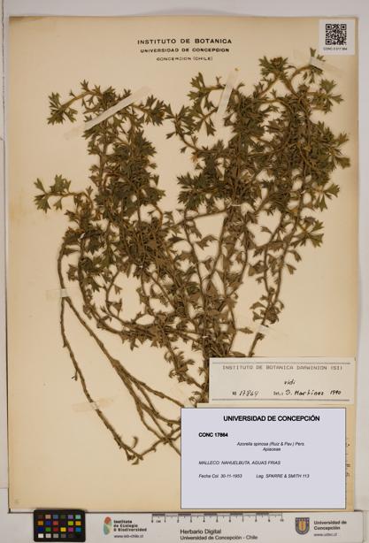 Azorella spinosa [Espécimen: ]