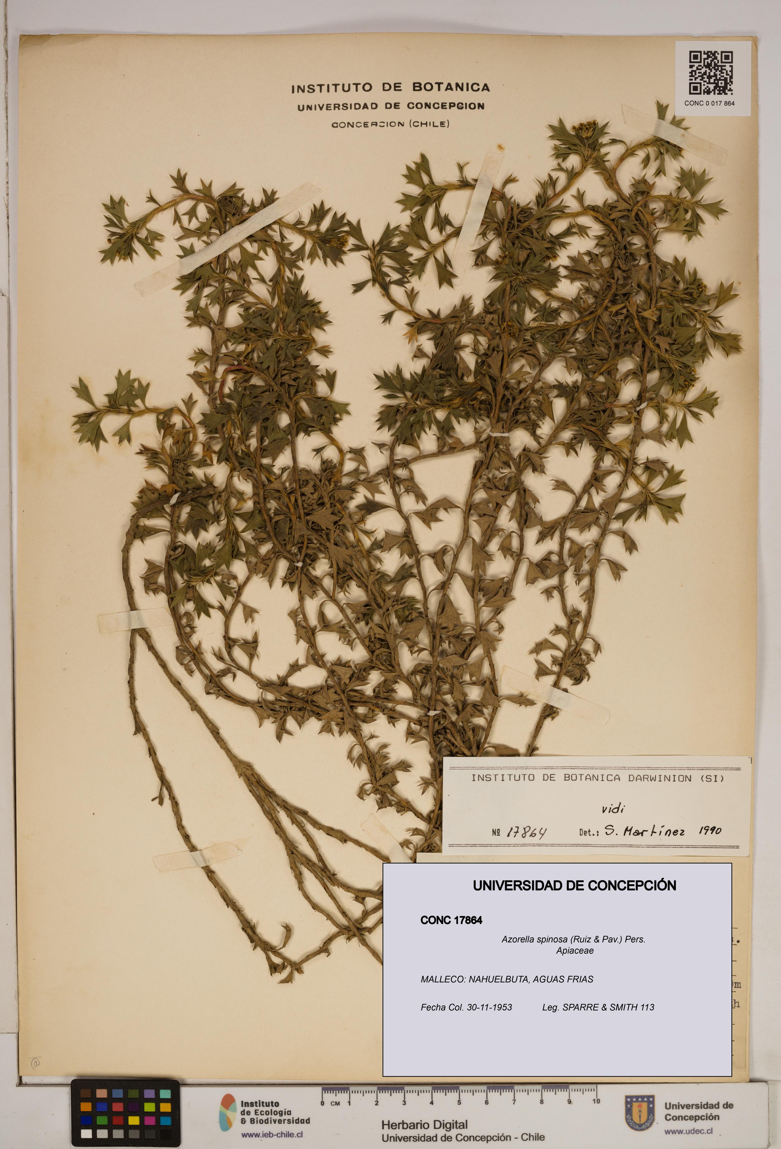 Azorella spinosa [Espécimen: ]