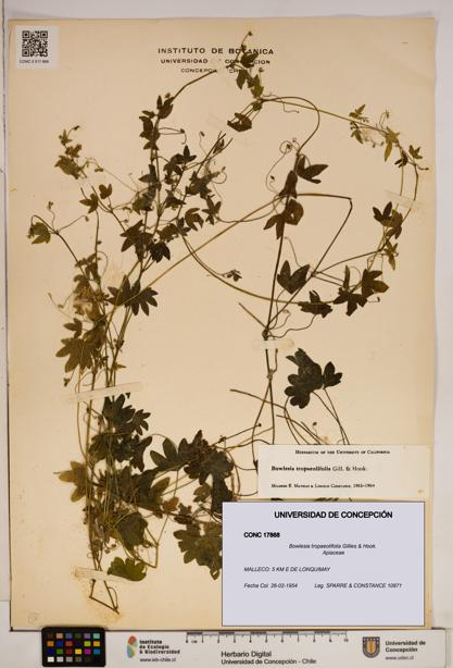 Bowlesia tropaeolifolia [Espécimen: ]
