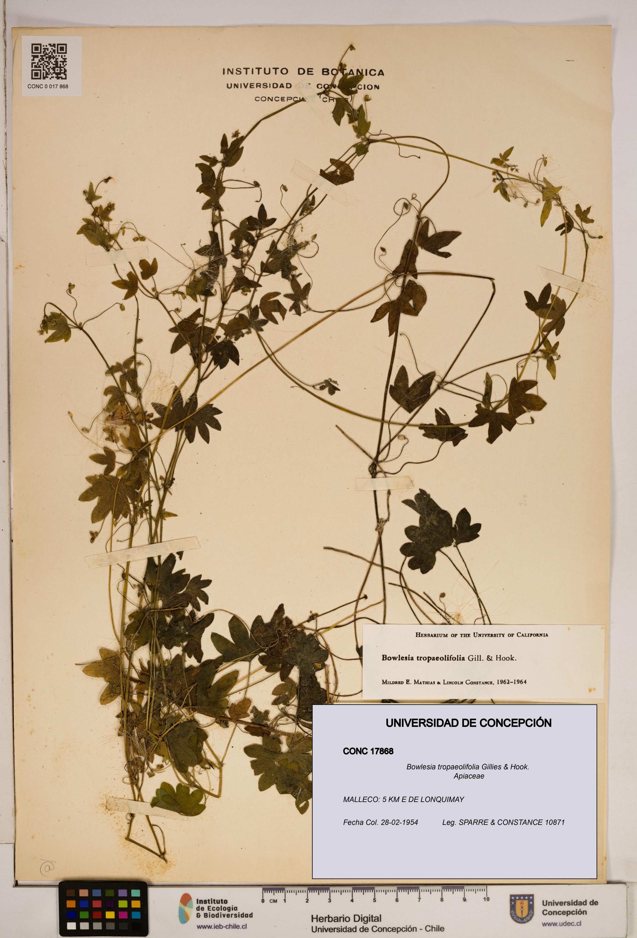 Bowlesia tropaeolifolia [Espécimen: ]