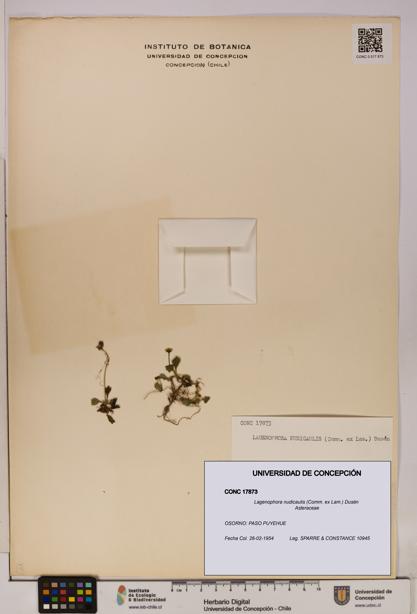 Lagenophora nudicaulis [Espécimen: ]