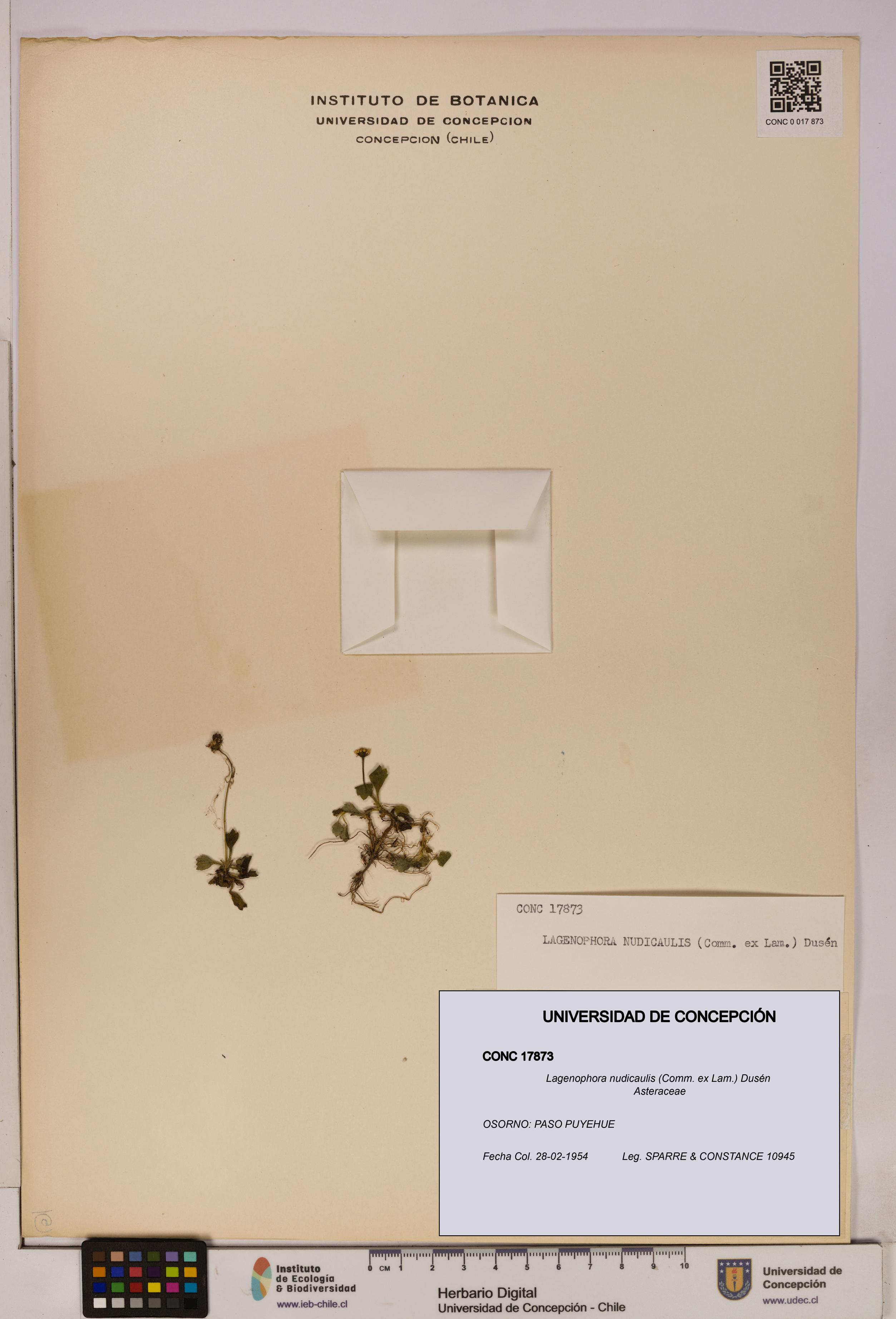 Lagenophora nudicaulis [Espécimen: ]