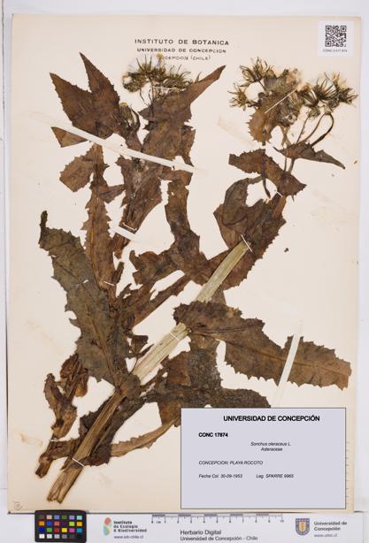 Sonchus oleraceus [Espécimen: ]
