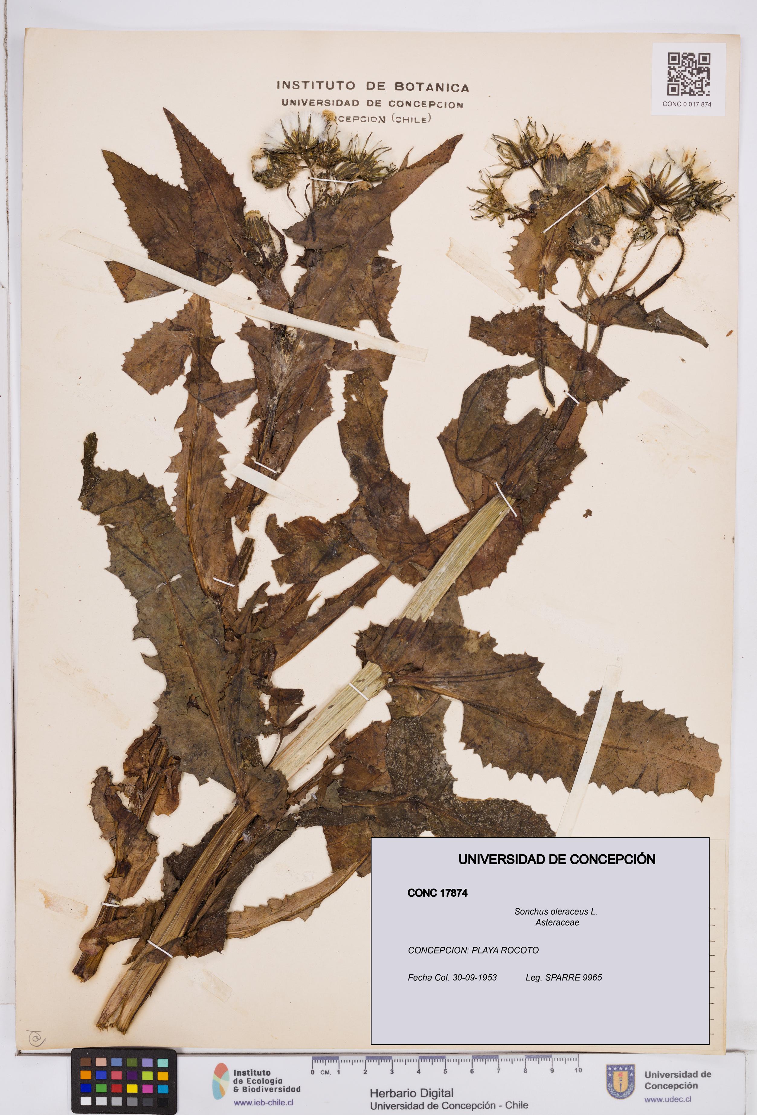 Sonchus oleraceus [Espécimen: ]