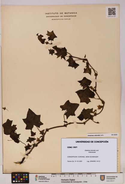 Delairea odorata [Espécimen: UDEC:CONC:0017877]