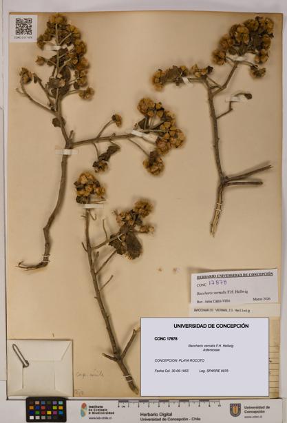 Baccharis vernalis [Espécimen: UDEC:CONC:0017878]