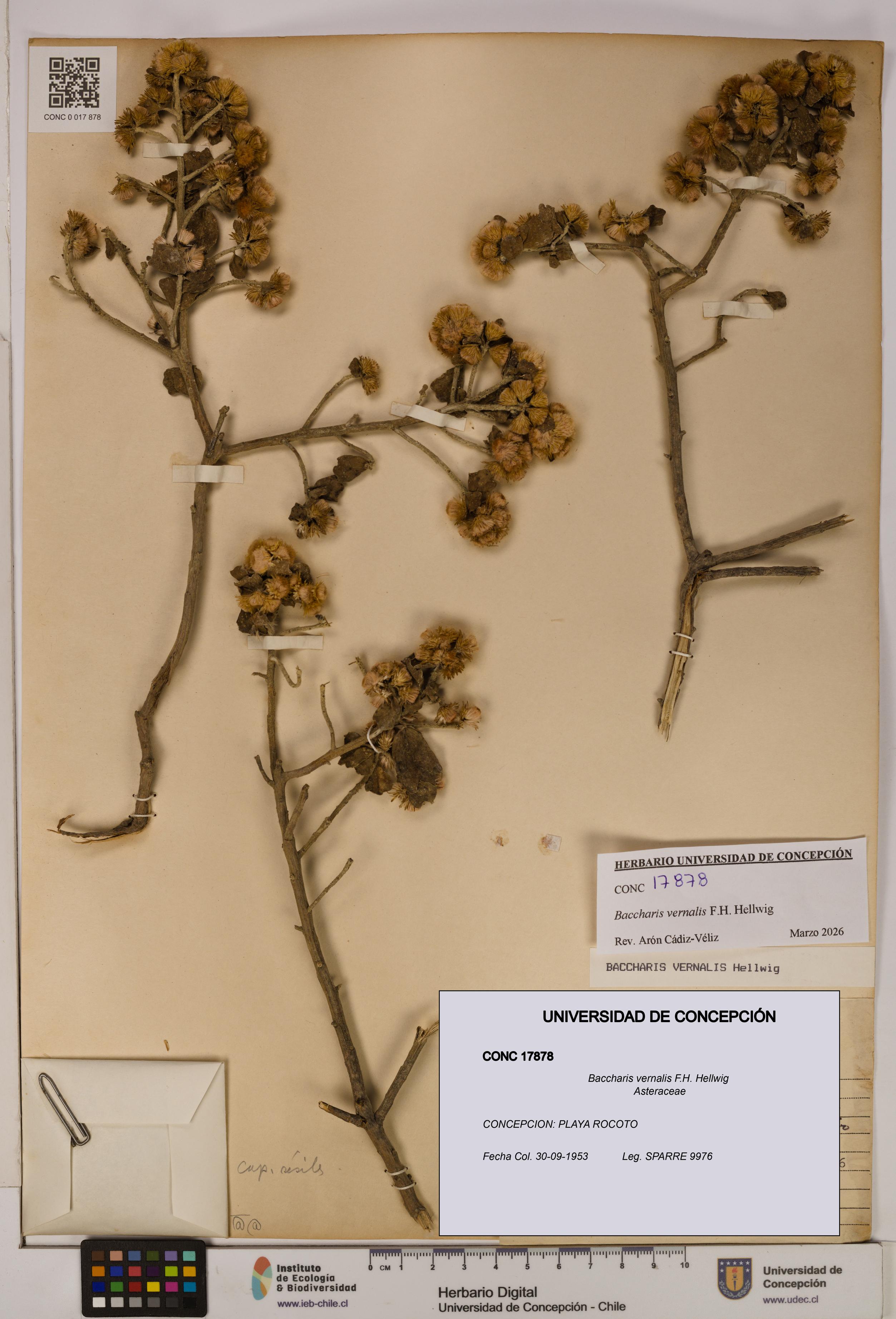 Baccharis vernalis [Espécimen: UDEC:CONC:0017878]