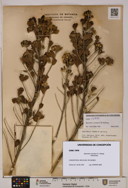 Baccharis vernalis [Espécimen: UDEC:CONC:0017879]