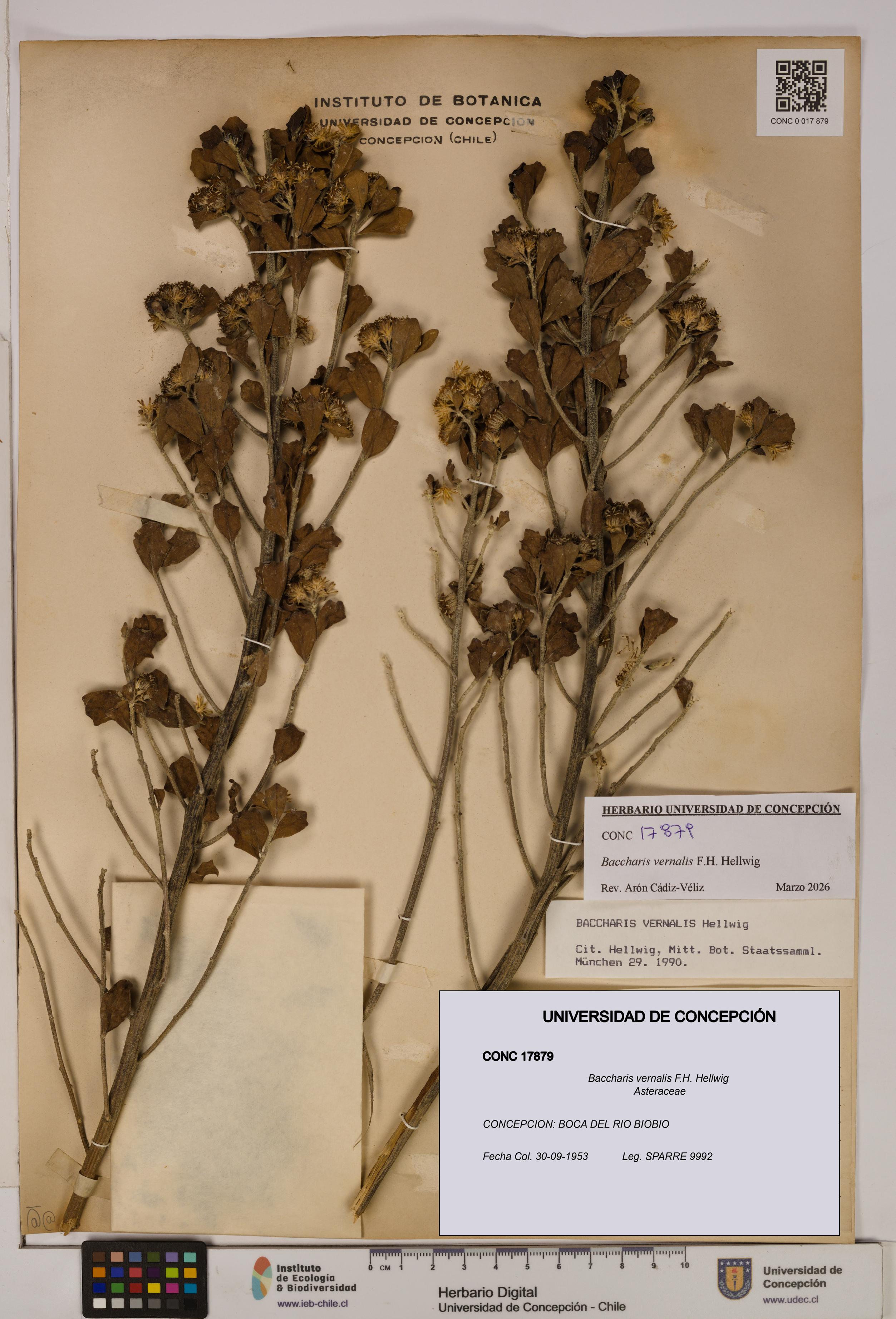 Baccharis vernalis [Espécimen: UDEC:CONC:0017879]