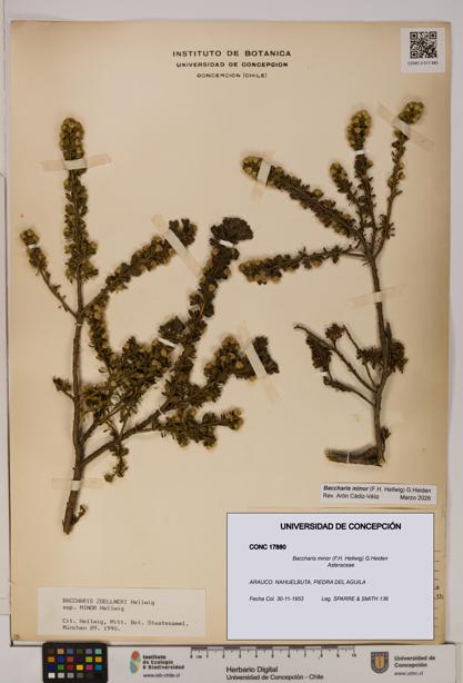 Baccharis minor [Espécimen: UDEC:CONC:0017880]