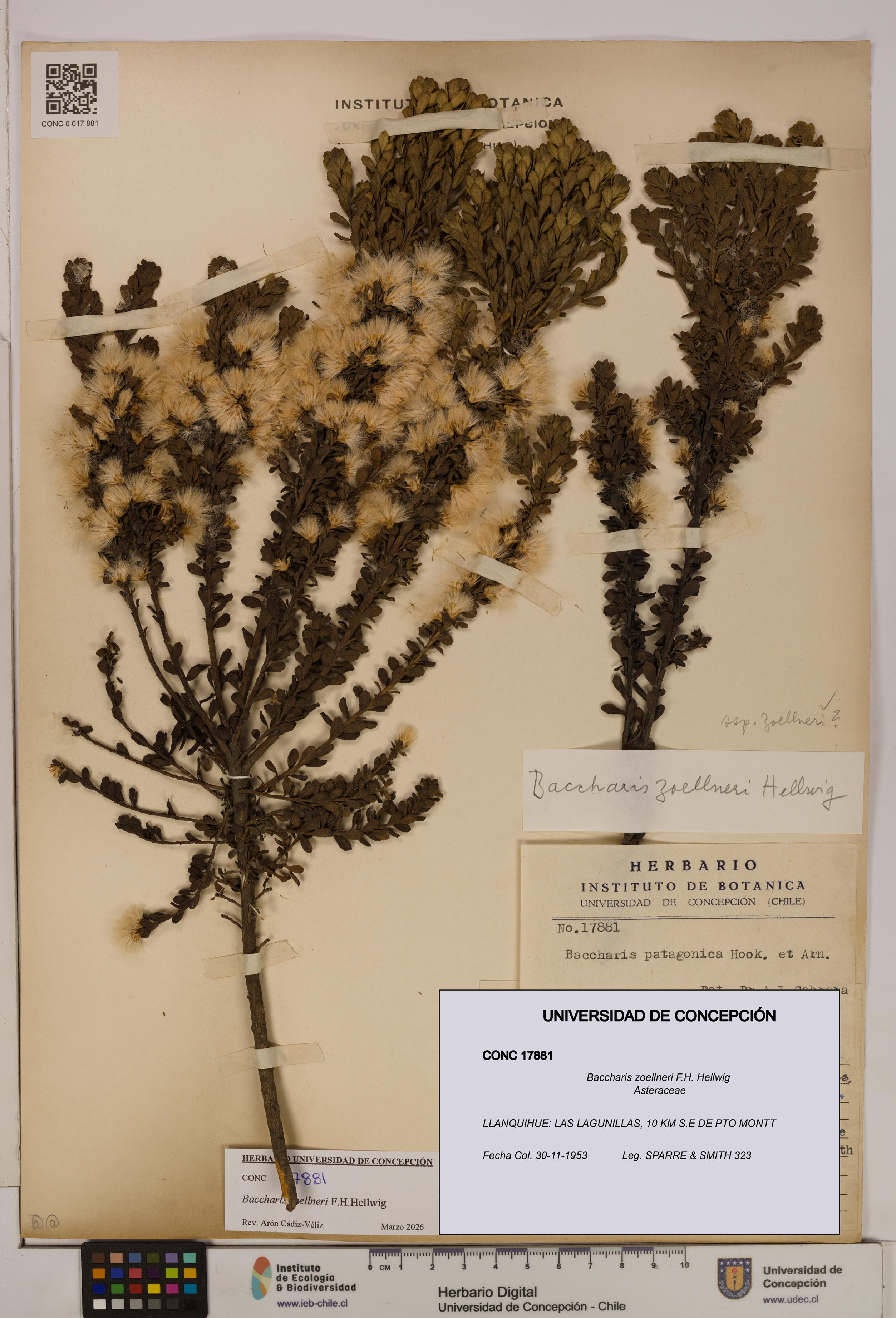 Baccharis zoellneri [Espécimen: UDEC:CONC:0017881]