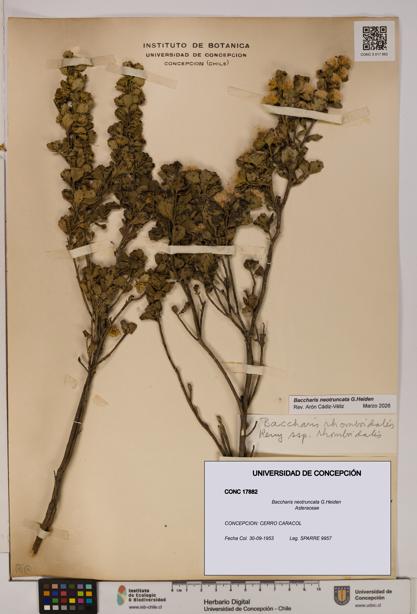 Baccharis neotruncata [Espécimen: UDEC:CONC:0017882]