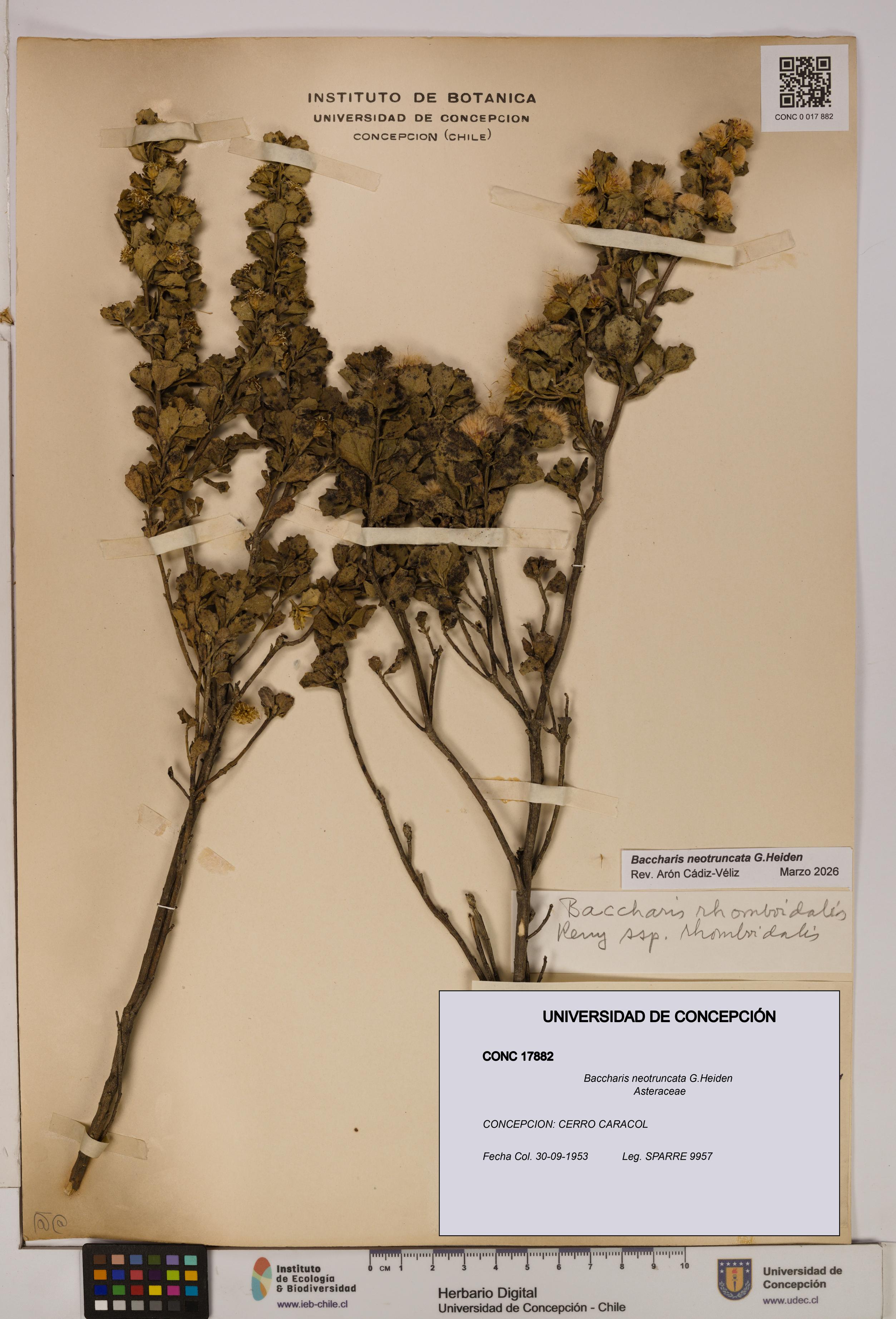 Baccharis neotruncata [Espécimen: UDEC:CONC:0017882]