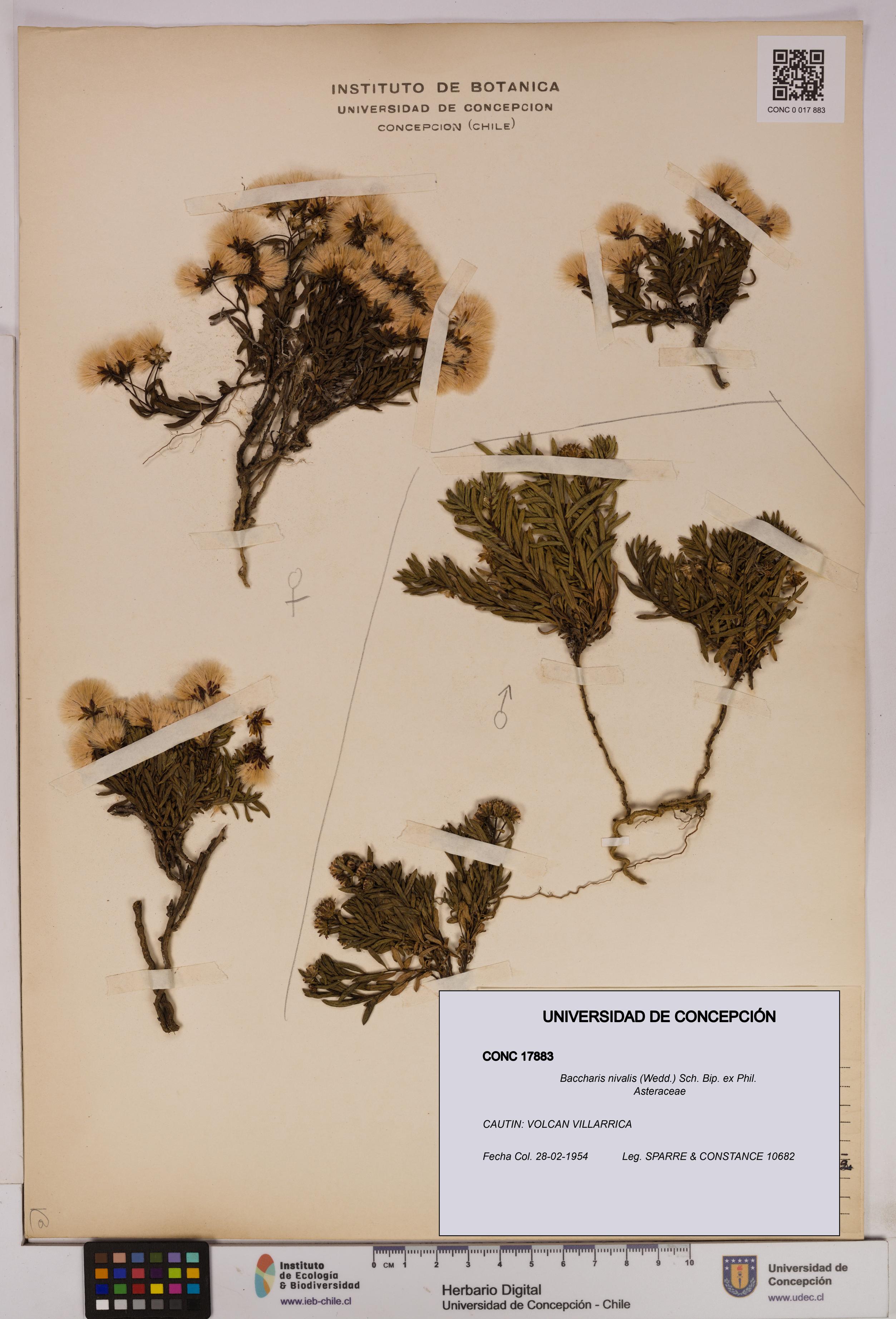 Baccharis nivalis [Espécimen: UDEC:CONC:0017883]