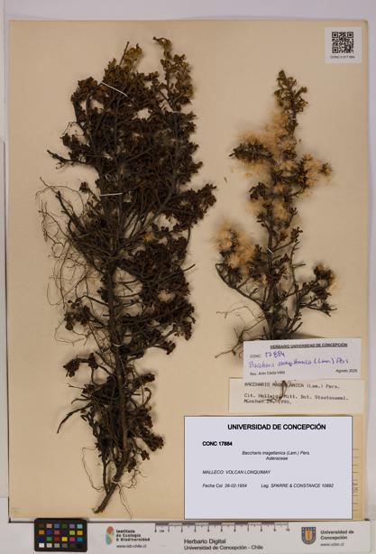 Baccharis magellanica [Espécimen: UDEC:CONC:0017884]