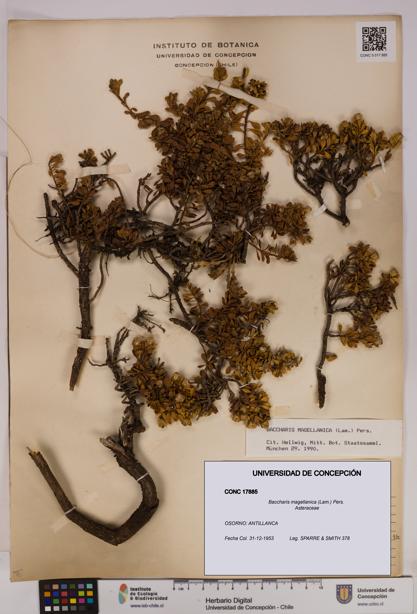 Baccharis magellanica [Espécimen: UDEC:CONC:0017885]