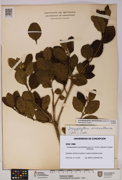 Archidasyphyllum diacanthoides [Espécimen: UDEC:CONC:0017888]