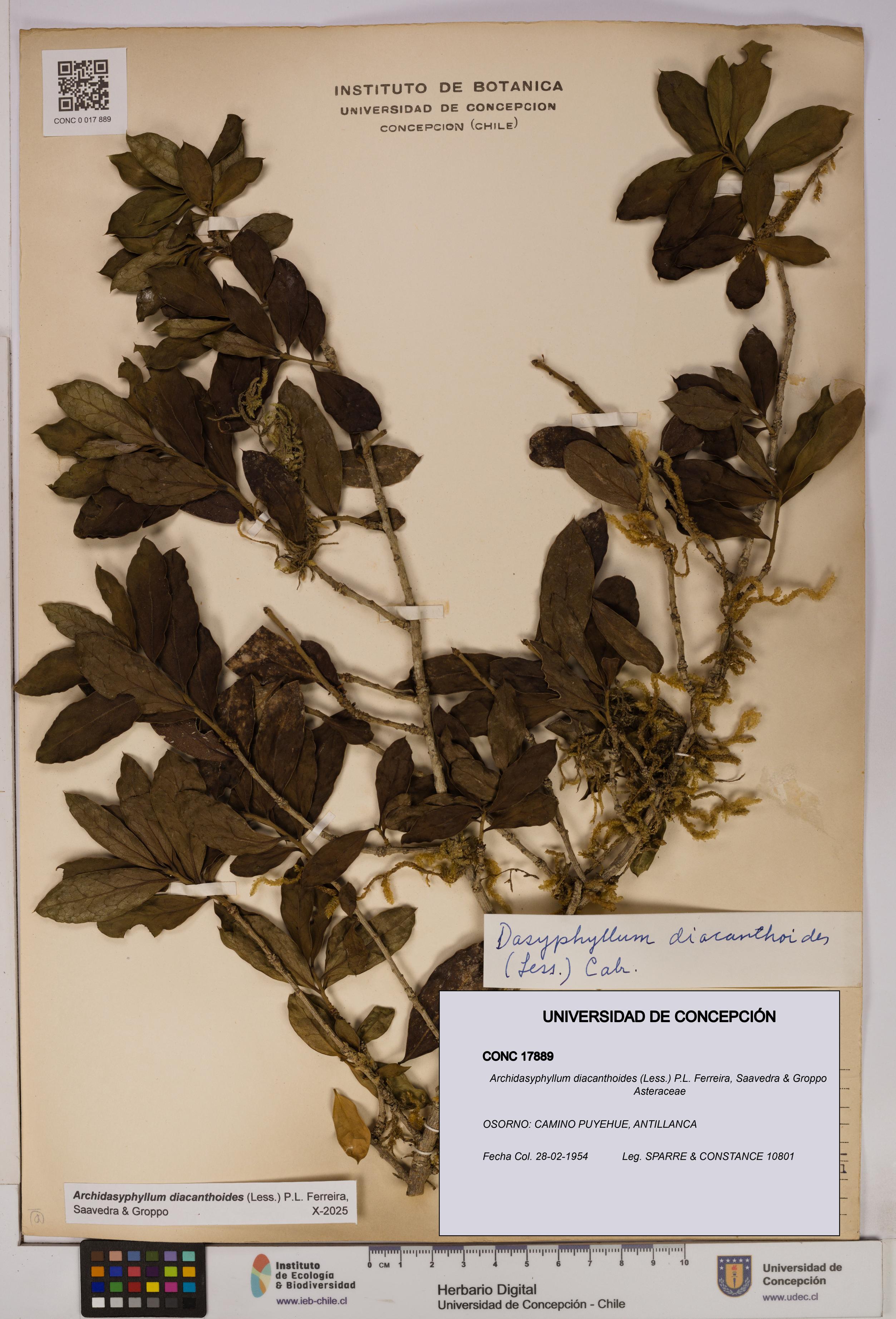 Archidasyphyllum diacanthoides [Espécimen: UDEC:CONC:0017889]