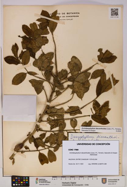 Archidasyphyllum diacanthoides [Espécimen: UDEC:CONC:0017890]