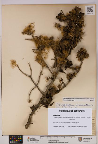 Archidasyphyllum diacanthoides [Espécimen: UDEC:CONC:0017891]