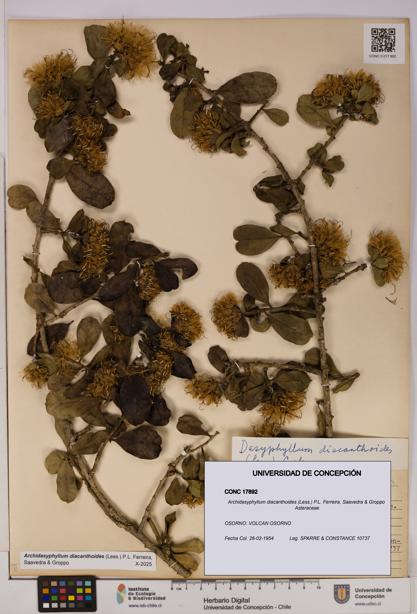 Archidasyphyllum diacanthoides [Espécimen: UDEC:CONC:0017892]