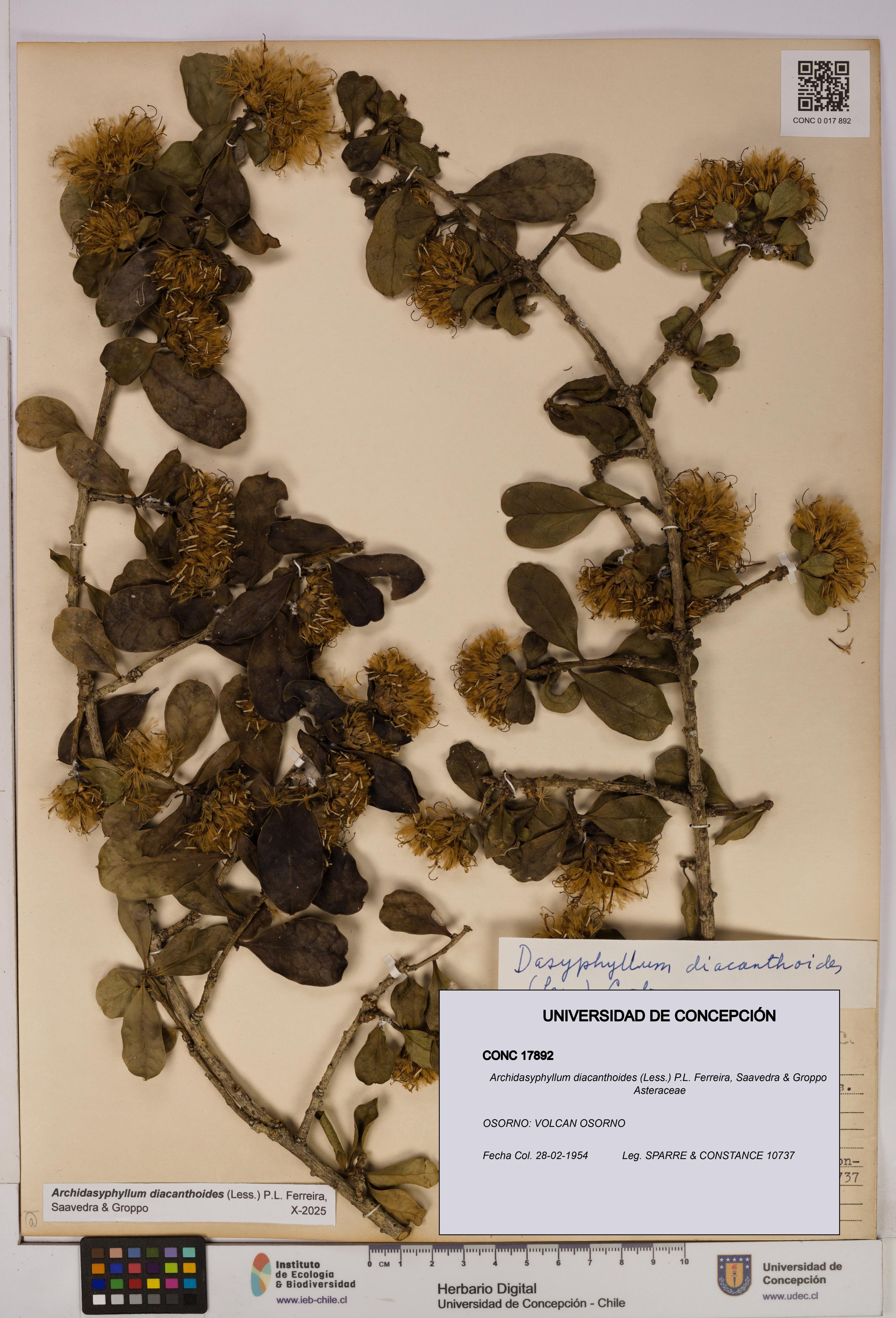 Archidasyphyllum diacanthoides [Espécimen: UDEC:CONC:0017892]