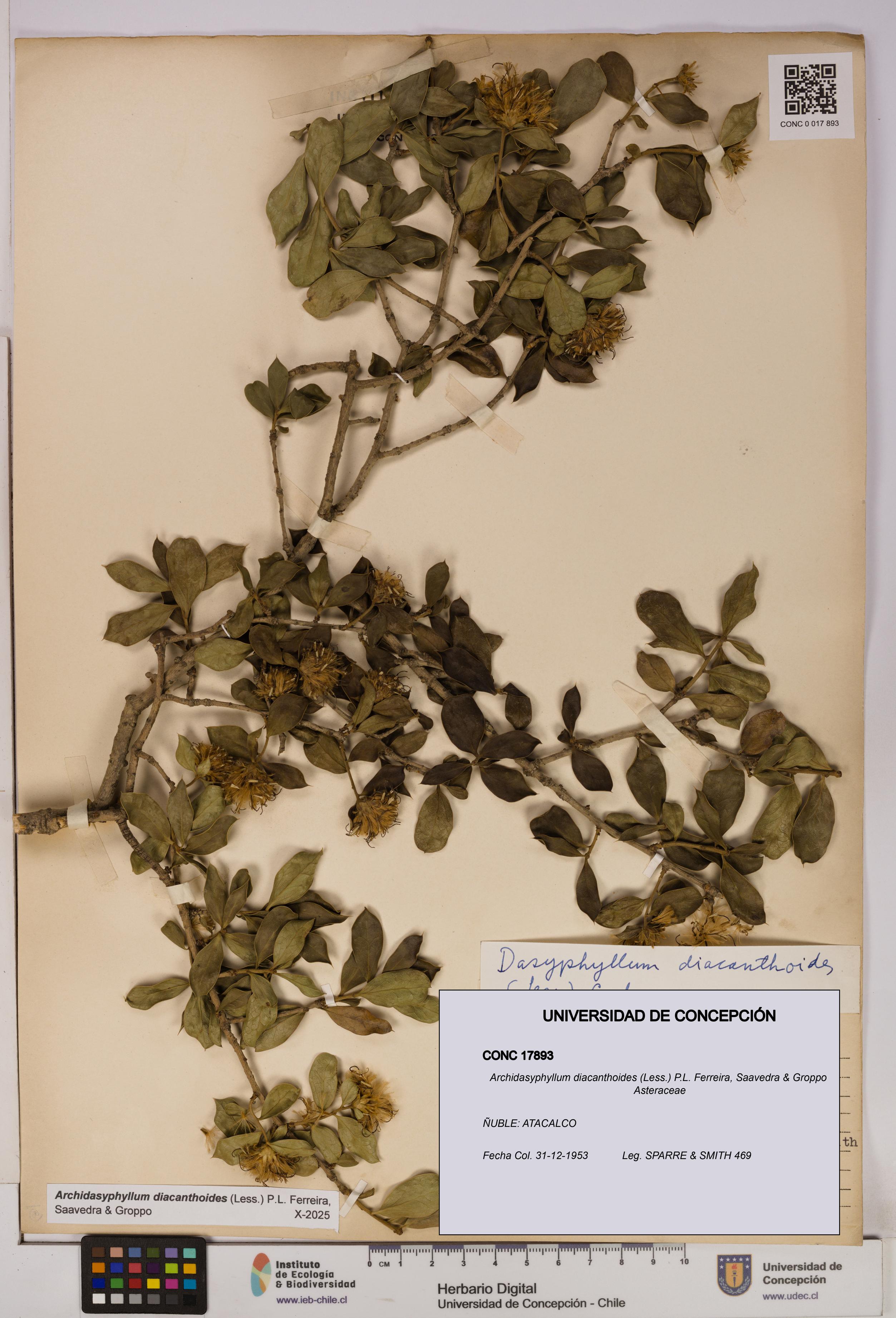 Archidasyphyllum diacanthoides [Espécimen: UDEC:CONC:0017893]