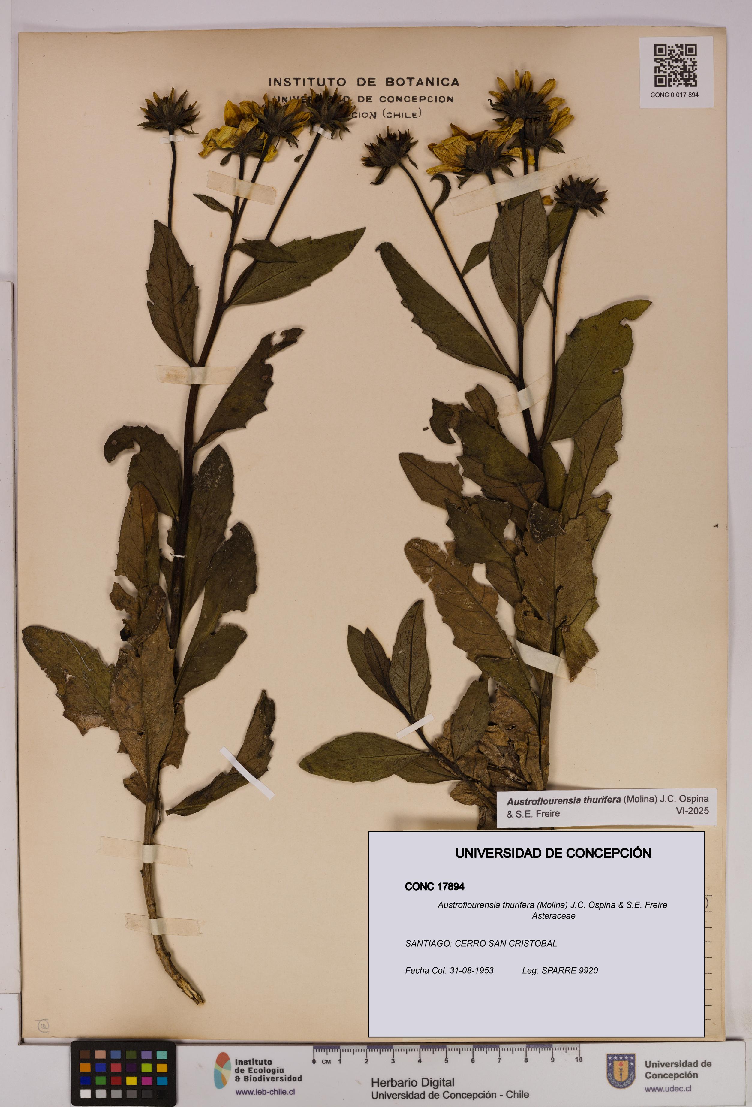 Austroflourensia thurifera [Espécimen: UDEC:CONC:0017894]